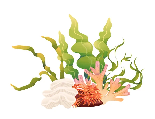 Planten Aquatische Zeewier Vector Illustratie Geïsoleerd Witte Achtergrond — Stockvector