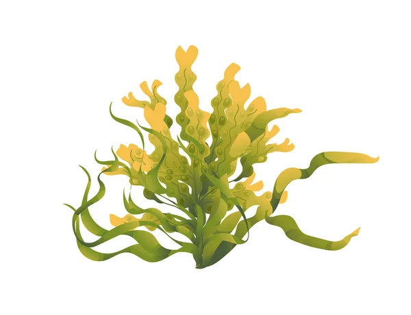 Pflanzen Und Aquatische Meeresalgen Vektor Illustration Isoliert Auf Weißem Hintergrund — Stockvektor