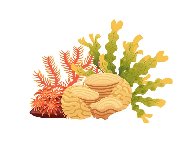 Illustration Vectorielle Des Plantes Algues Marines Aquatiques Isolées Sur Fond — Image vectorielle