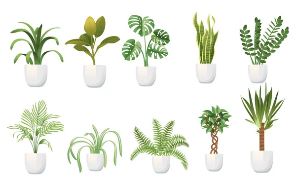 Gyűjteménye Egzotikus Növények Fehér Kerámia Fehér Fazekak Lakónövények Vektor Illusztráció — Stock Vector