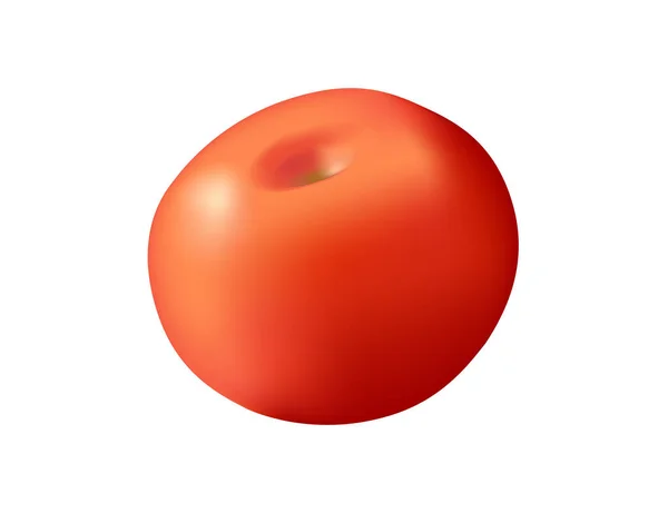 Style Réaliste Tout Doux Savoureux Légume Tomate Sans Feuilles Vertes — Image vectorielle