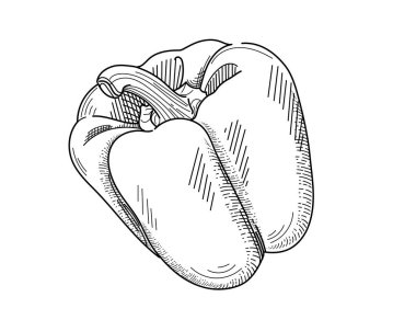 Bulgar biber ana hatları, beyaz arka planda izole edilmiş kırmızı biber taze sebze vektör illüstrasyonunun tamamını çizdi.