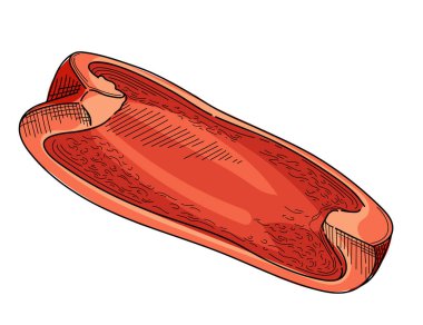 İspanyol biberi kırmızısı çizim el çizimi stili kırmızı biber taze sebze çizimi beyaz arka planda izole edilmiş..