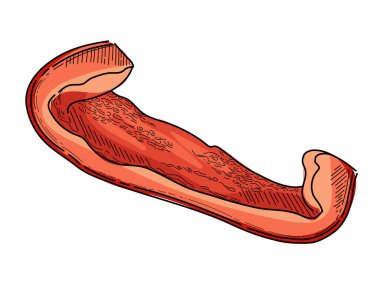 İspanyol biberi kırmızısı çizim el çizimi stili kırmızı biber taze sebze çizimi beyaz arka planda izole edilmiş..