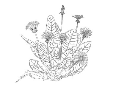 Karahindiba çiçeği çalı el beyaz arkaplanda izole edilmiş kitap vektörü çizimi için çizim.