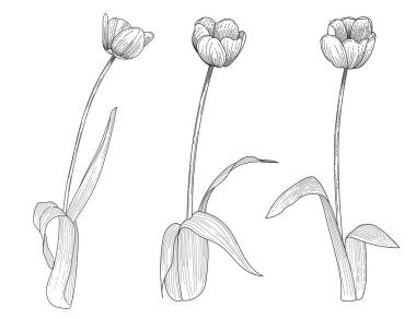 Beyaz arkaplanda izole edilmiş kitap vektörü çizimi için üç lale çiçeği eli çizimi.