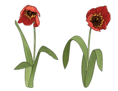 Beyaz arkaplanda izole edilmiş kitap vektörü çizimi için iki lale çiçeği eli çizimi