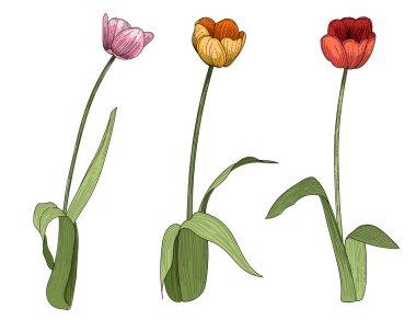 Beyaz arkaplanda izole edilmiş kitap vektörü çizimi için üç lale çiçeği eli çizimi