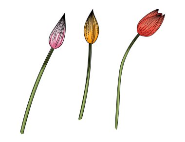 Beyaz arkaplanda izole edilmiş kitap vektörü çizimi için üç lale çiçeği eli çizimi