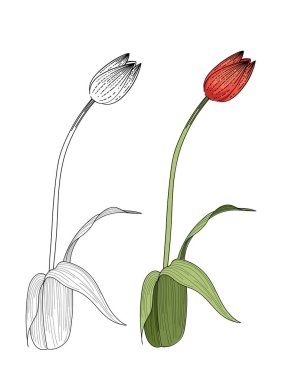 Beyaz arkaplanda izole edilmiş kitap vektörü çizimi için siyah beyaz çizim ile renklendirilmiş laleler..