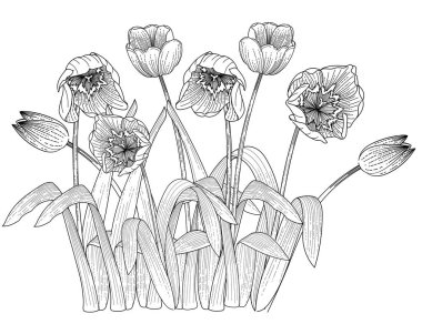 Beyaz arkaplanda izole edilmiş kitap vektörü çizimi için üç lale çiçeği eli çizimi