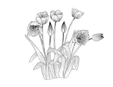 Beyaz arkaplanda izole edilmiş kitap vektörü çizimi için üç lale çiçeği eli çizimi