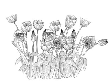 Beyaz arkaplanda izole edilmiş kitap vektörü çizimi için üç lale çiçeği eli çizimi