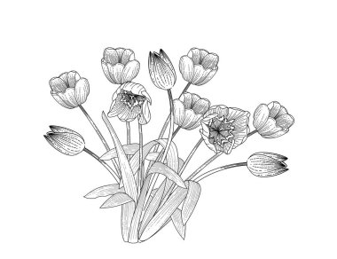 Beyaz arkaplanda izole edilmiş kitap vektörü çizimi için üç lale çiçeği eli çizimi