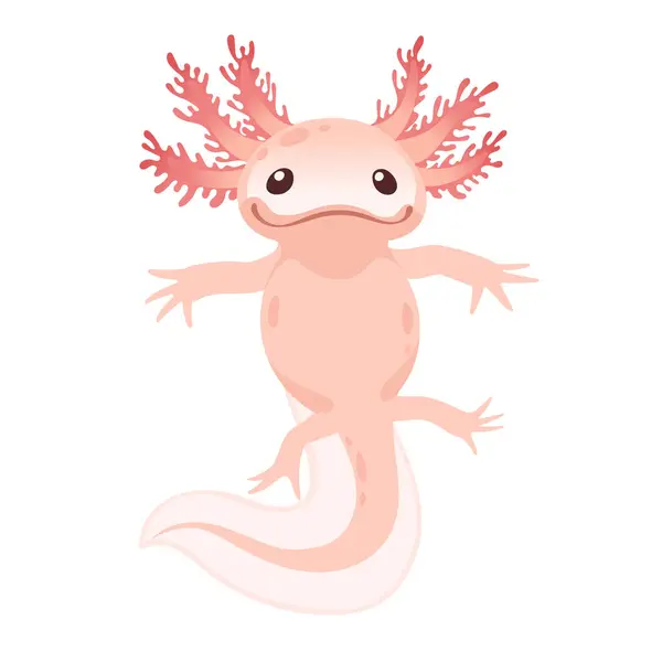 stock vector Cute cartoon axolotl pink color amphibian animal vector illustration isolated on white background.