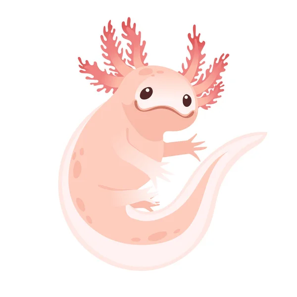Söt Tecknad Axolotl Rosa Färg Amfibiedjur Vektor Illustration Isolerad Vit Royaltyfria Stockvektorer