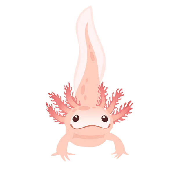 Söt Tecknad Axolotl Rosa Färg Amfibiedjur Vektor Illustration Isolerad Vit Royaltyfria Stockvektorer