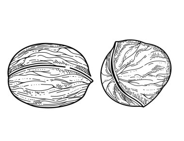 Beyaz arkaplanda izole edilmiş kitap vektörü çizimi için ceviz el çizimi çizimi.