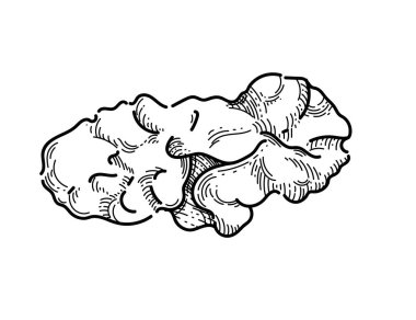 Beyaz arkaplana izole kitap vektörü çizimi için ceviz kabuksuz el çizimi.