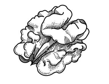 Beyaz arkaplana izole kitap vektörü çizimi için ceviz kabuksuz el çizimi.