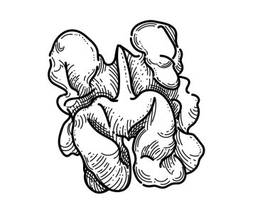 Beyaz arkaplana izole kitap vektörü çizimi için ceviz kabuksuz el çizimi.