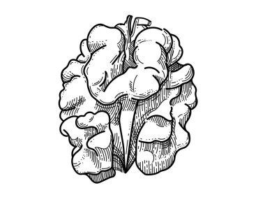 Beyaz arkaplana izole kitap vektörü çizimi için ceviz kabuksuz el çizimi.