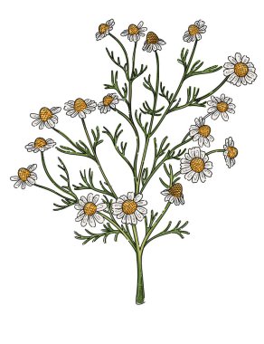 Yeşil saplı papatya çiçeği beyaz arkaplanda izole kitap vektörü çizimi için çizilmiş..