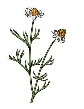 Yeşil saplı papatya çiçeği beyaz arkaplanda izole kitap vektörü çizimi için çizilmiş..