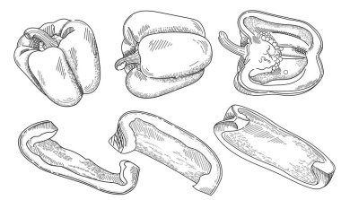 Bulgar biberi, beyaz arka planda izole edilmiş ana hatlı el çizimi kırmızı biber taze sebze vektör çizimi.