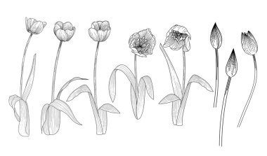 Beyaz arkaplanda izole edilmiş kitap vektörü çizimi için çizilmiş lale çiçeği el çizimi.