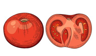 Beyaz arkaplanda izole edilmiş taze domates ana hatlı el çizimi biçimi yarı sebze vektör çizimi.