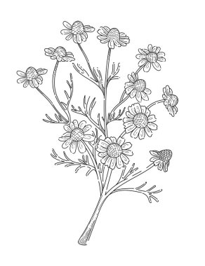 Beyaz arkaplanda izole edilmiş kitap vektörü çizimi için saplı monokrom elli papatya çiçeği çizimi.