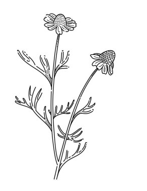 Beyaz arkaplanda izole edilmiş kitap vektörü çizimi için saplı monokrom elli papatya çiçeği çizimi.