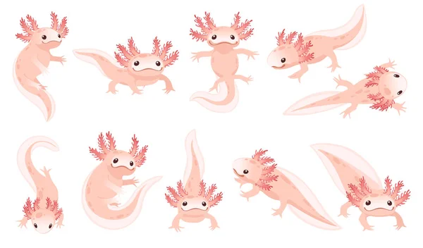 Conjunto Dibujos Animados Lindo Axolotl Color Rosa Anfibio Animal Vector Ilustraciones De Stock Sin Royalties Gratis