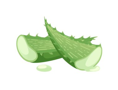 Aloe Vera, beyaz arka planda izole edilmiş tıbbi tedavi için yeşil bitkiye hazır..