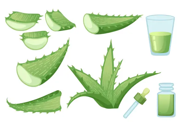 stock vector Aloe vera plant with flowing green aloe juice vector illustration isolated on white background.