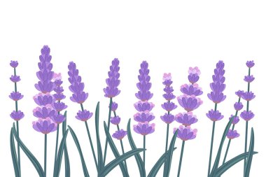 Lavanta çiçeği basit çizgi film tasarım vektör çizimi beyaz arkaplanda izole.