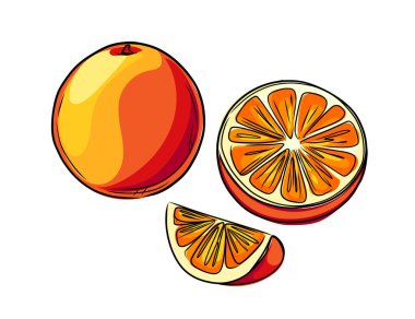 El çizimi taze portakal meyvesi. Tamamı ve yarısı tropikal turunçgiller familyasından. Vektör illüstrasyonu beyaz arkaplanda izole edildi.