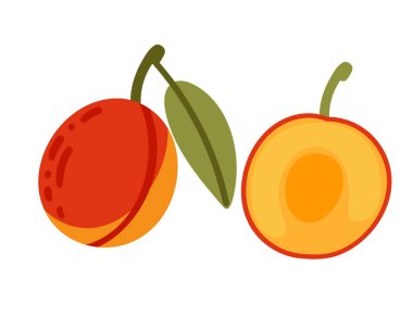 Bir çift kayısı, yeşil yapraklı ve yarı yarıya. Canlı turuncu renk ve çukur. Yaz meyveleri ve yemek tarifleri için ideal. Vektör illüstrasyonu beyaz arkaplanda izole edildi.