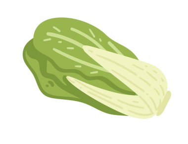 Çin lahanası. Asya mutfağı sebze yemeği. Salata tarifleri, taze pazar reklamları ve sağlıklı gıda içeriği için ideal. Vektör illüstrasyonu beyaz arkaplanda izole edildi.