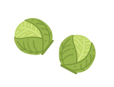 Yeşil Brüksel lahanası. Mini lahana sebze yemeği. Salata tarifleri, taze pazar reklamları ve sağlıklı gıda içeriği için ideal. Vektör illüstrasyonu beyaz arkaplanda izole edildi