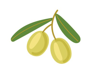 Yapraklı yeşil zeytin. Saf olgun zeytin. Akdeniz sağlıklı gıdası. Vektör illüstrasyonu beyaz arkaplanda izole edildi.
