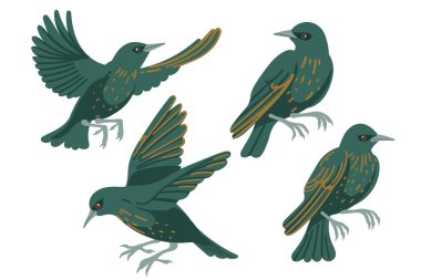 Sığırcık kuşu koleksiyonu. Çizgi film hayvan tasarımı, koyu yeşil tüyleri ve açık benekleri olan stilize bir kuş. Vektör illüstrasyonu beyaz arkaplanda izole edildi.