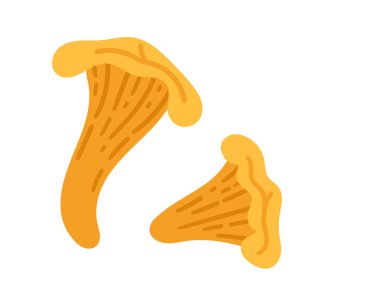 İki altın mantar seti. Sağlıklı vejetaryen yemekleri. Vektör illüstrasyonu beyaz arkaplanda izole edildi.