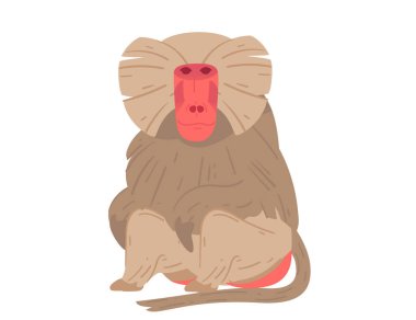 Çizgi film babunu rahat, oturduğu yerde. Hayvanat bahçesi görselleri, vahşi yaşam eğitimi ve doğa projeleri için hayvan çizimleri için mükemmel. Vektör illüstrasyonu beyaz arkaplanda izole edildi.