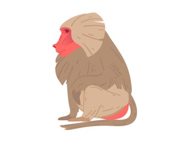 Kırmızı yüzlü ve kürk desenli bir maymunun yan görüntüsü. Vahşi yaşam temaları, eğitim materyalleri ya da hayvanat bahçesi görselleri için uygun. Vektör illüstrasyonu beyaz arkaplanda izole edildi.