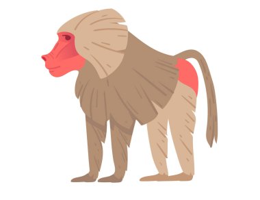 Çizgi film babunu kırmızı yüzlü ve popolu, benzersiz kürk ve vücut şekline sahip. Eğitici içerik ya da vahşi yaşam tasarımları için ideal. Vektör illüstrasyonu beyaz arkaplanda izole edildi.