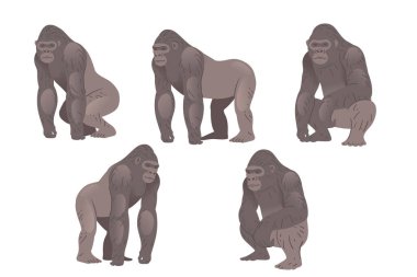 Tıknaz yetişkin gri goril. Vahşi maymun ya da maymun. Çizgi film hayvan tasarımı. Vektör illüstrasyonu beyaz arkaplanda izole edildi.