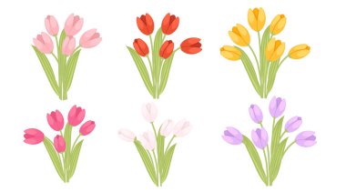 Lale buketi koleksiyonu. Pembe, kırmızı, sarı ve mor renklerle renklendirilmiş. Yeşil saplı ve yapraklı çok sayıda deste. Bahar çiçeği çizimi beyaz arkaplanda izole edildi.