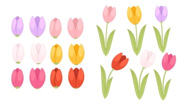 Lale elementleri koleksiyonu. Çeşitli renklerde birden fazla lale çiçeği. Pembe, mor, sarı, kırmızı, turuncu. Farklı çiçek pozisyonları ve gövdeleri. Vektör illüstrasyonu beyazda izole edildi.